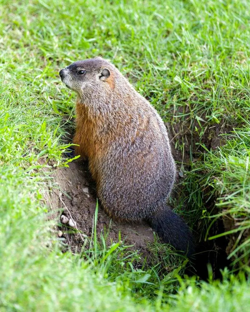 ground hog in hole
