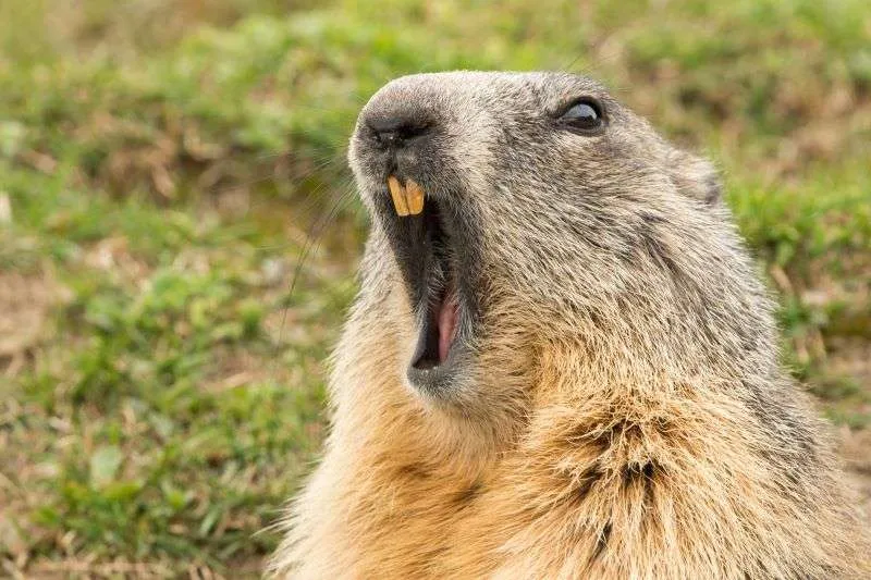 groundhog with mouth open